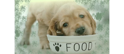 Ξηρά Τροφή Σκύλου